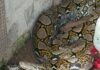 Ular Piton 4 Meter Masuk Kandang Ternak Warga di Palangkaraya, Dua Induk Ayam Dimangsa