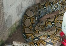 Ular Piton 4 Meter Masuk Kandang Ternak Warga di Palangkaraya, Dua Induk Ayam Dimangsa