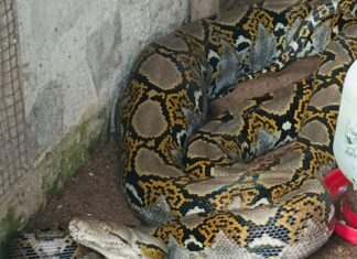 Ular Piton 4 Meter Masuk Kandang Ternak Warga di Palangkaraya, Dua Induk Ayam Dimangsa