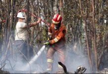 Tinjau Kebakaran Hutan, Ariastuty Imbau Masyarakat Waspadai Setiap Tindakan
