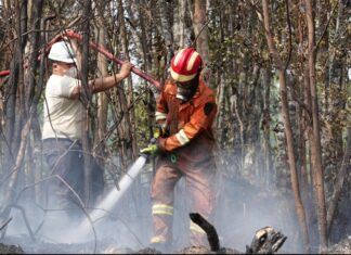 Tinjau Kebakaran Hutan, Ariastuty Imbau Masyarakat Waspadai Setiap Tindakan