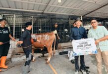Patra Logistik Salurkan 100 Hewan Kurban di Wilayah Operasional dari Sumatera hingga Papua