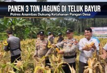Panen 3 Ton Jagung di Teluk Bayur, Polres Anambas Dukung Ketahanan Pangan Desa
