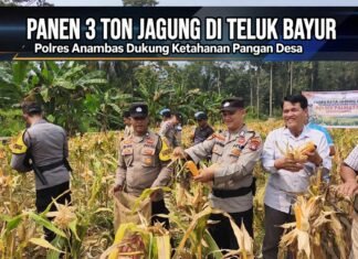 Panen 3 Ton Jagung di Teluk Bayur, Polres Anambas Dukung Ketahanan Pangan Desa